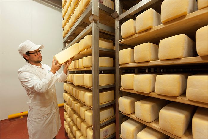 A cheesemaker checking a wheel in the ripening cellar