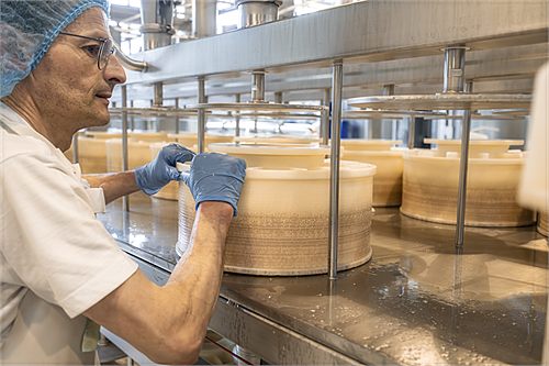 Mitarbeiter der Sennerei Drei Zinnen an der Formenstraße, Käselaibe in den Formen