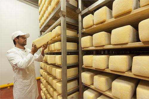 Employee among the ripening shelves