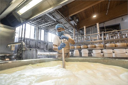 In the cheese vat