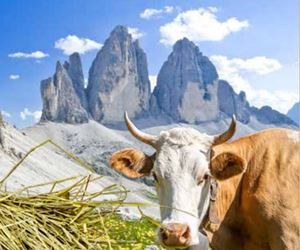 "Knusperkäse" - formaggio croccante Alto Adige